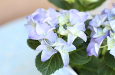 Lavender Hydrangeas