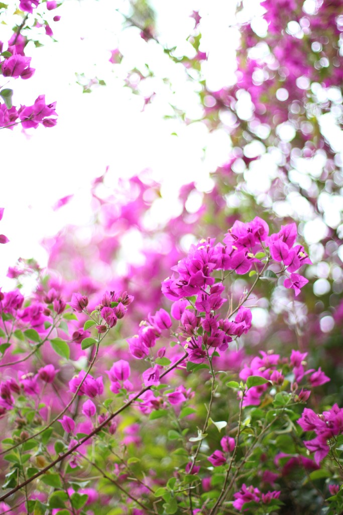 Bougainvillea-Spring-Blooms-California 