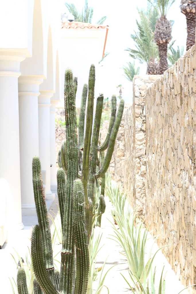Cactus-Plants-in-Los-Cabos-Hilton