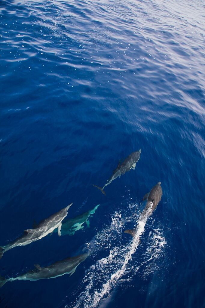 dolphins