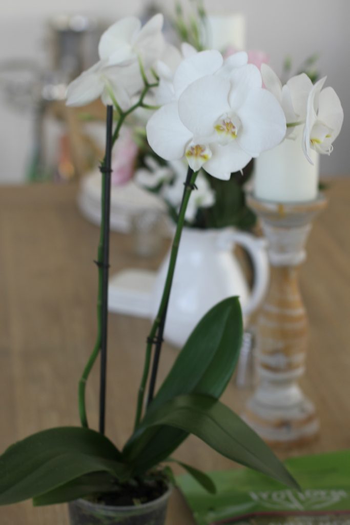 How to pot an orchid