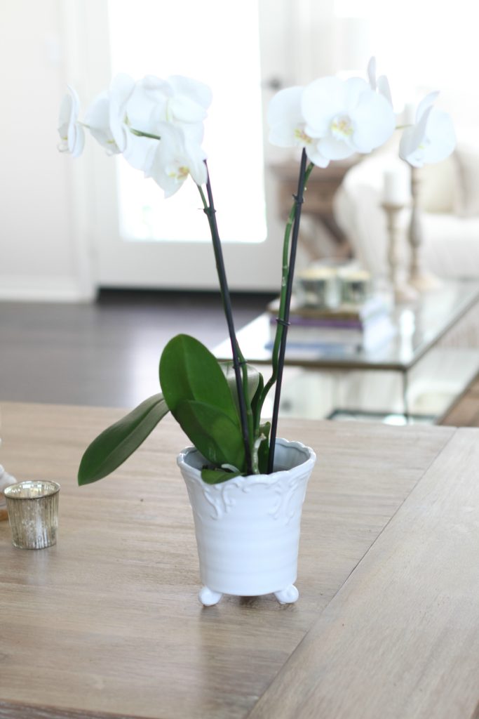 How to pot an orchid 